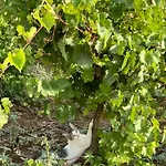 Gozzadini Vineyard! 度假居 Avlonarion