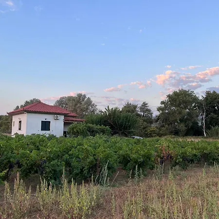 Gozzadini Vineyard! *