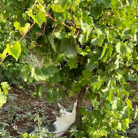Gozzadini Vineyard! Vakantiehuis Avlonarion