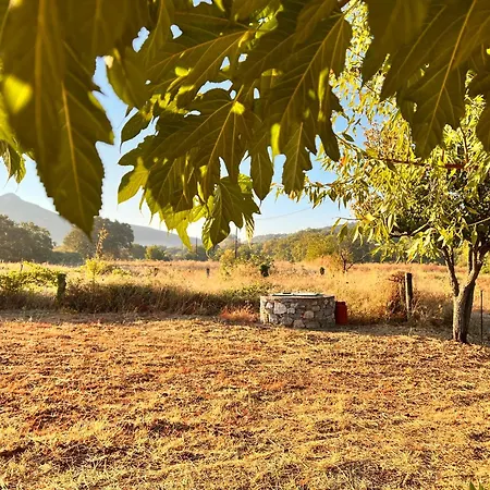 Gozzadini Vineyard! Avlonarion